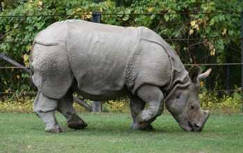 Ilustrasi badak jawa (Rhinoceros sondaicus). | Foto: KSDAE