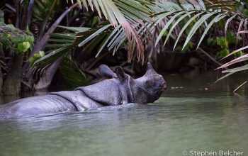 Ilustrasi badak jawa (Rhinoceros sondaicus). | Foto: Stephen Belcher diunduh dari YABI