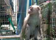 Ilustrasi monyet ekor panjang (Macaca fascicularis) di dalam kandang. | Foto: Bayu Nanda/Garda Animalia