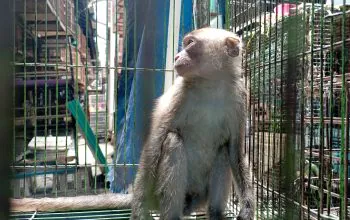 Ilustrasi monyet ekor panjang (Macaca fascicularis) di dalam kandang. | Foto: Bayu Nanda/Garda Animalia