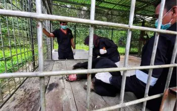 Seekor beruang madu yang dievakuasi dari perumahan staf PT Mitra Kerinci. Hasil pemeriksaan kesehatan menunjukkan pergelangan kaki satwa terluka karena jerat. | Foto: Instagram BKSDA Sumbar