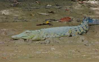 Ilustrasi buaya muara (Crocodylus porosus). | Foto: Bernard/Wikispecies