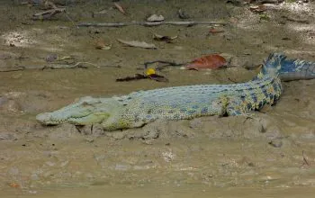 Ilustrasi buaya muara (Crocodylus porosus). | Foto: Bernard/Wikispecies