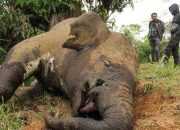 Hasil laboratorium gajah mati di Aceh Utara tunjukkan ada kandungan racun pestisida. | Foto: Rahmad/Antara Foto