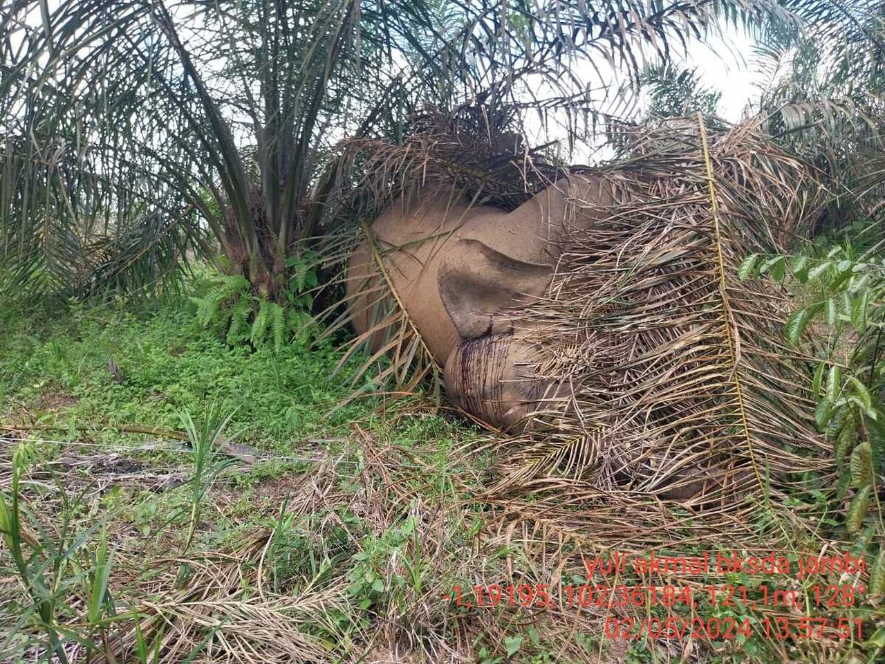 Gajah Umi ditemukan tak bernyawa tersungkur di bawah pohon kelapa sawit, Kamis (2/5/2024). | Foto: Dok. BKSDA Jambi diunduh dari Kompas.id