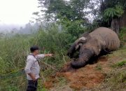 Bangkai gajah sumatera liar yang ditemukan mati tanpa gading di Kabupaten Aceh Utara pada 24 Maret 2024 lalu. | Foto: Subsektor Nisam Antara diunduh dari AcehEkspress