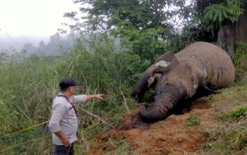 Bangkai gajah sumatera liar yang ditemukan mati tanpa gading di Kabupaten Aceh Utara pada 24 Maret 2024 lalu. | Foto: Subsektor Nisam Antara diunduh dari AcehEkspress