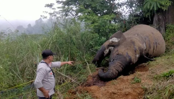 Polisi Ungkap Pelaku Kematian Gajah Tanpa Gading di Aceh Utara