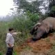 Polisi Ungkap Pelaku Kematian Gajah Tanpa Gading di Aceh Utara