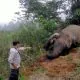 Bangkai gajah sumatera liar yang ditemukan mati tanpa gading di Kabupaten Aceh Utara pada 24 Maret 2024 lalu. | Foto: Subsektor Nisam Antara diunduh dari AcehEkspress