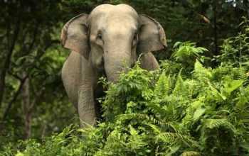Ilustrasi gajah sumatra (Elephas maximus sumatranus). | Foto: Irwansyah Putra/Antara
