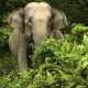 Kembali Terjadi, Gajah Keluar Habitat dan Masuk Perkebunan