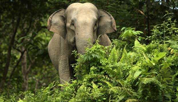 Ilustrasi gajah sumatra (Elephas maximus sumatranus). | Foto: Irwansyah Putra/Antara