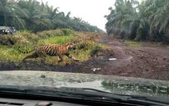 Ilustrasi interaksi negatif harimau sumatera dan manusia. | Foto: Dok. BBKSDA Riau diunduh dari Detik