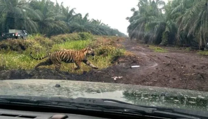 Perkebunan di Habitat Harimau, Akibatkan Interaksi Negatif hingga Hilang Nyawa