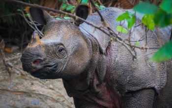 Badak jawa (Rhinoceros sondaicus)di Taman Nasional Ujung Kulon. | Foto: Toby Nowlan diunduh dari laman KSDAE