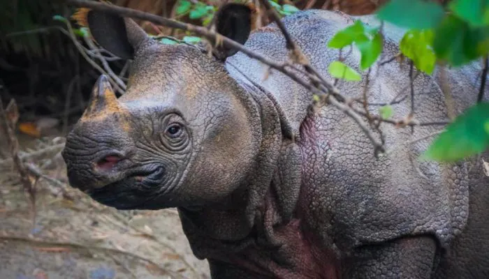 Setelah Pemburu, Petugas Ringkus Perantara dan Pembeli Cula Badak Jawa