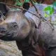 Badak jawa (Rhinoceros sondaicus)di Taman Nasional Ujung Kulon. | Foto: Toby Nowlan diunduh dari laman KSDAE