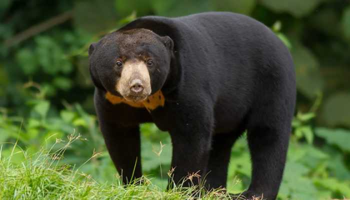 Dua Beruang Madu Diduga Induk dan Anak Masuk Kebun Warga