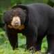 Dua Beruang Madu Diduga Induk dan Anak Masuk Kebun Warga