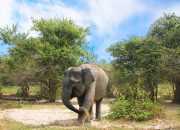 Ilustrasi gajah sumatra. | Foto: Sofian Rafflesia/Wikimedia Commons
