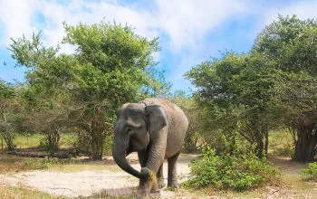 Ilustrasi gajah sumatra. | Foto: Sofian Rafflesia/Wikimedia Commons