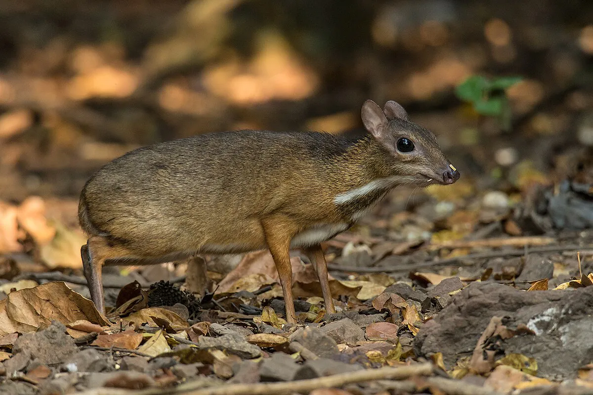 Ilustrasi kancil kecil (Tragulus kanchil). | Foto: Wich'yanan/Wikimedia Commons