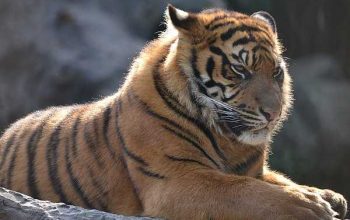 Ilustrasi harimau sumatera (Panthera tigris sumatrae). | Foto: Tim Strater/Wikimedia Commons
