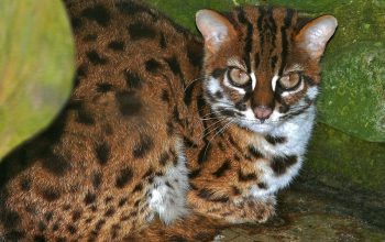 Ilustrasi kucing kuwuk (Prionailurus bengalensis). | Foto: Bernard DUPONT/Wikimedia Commons