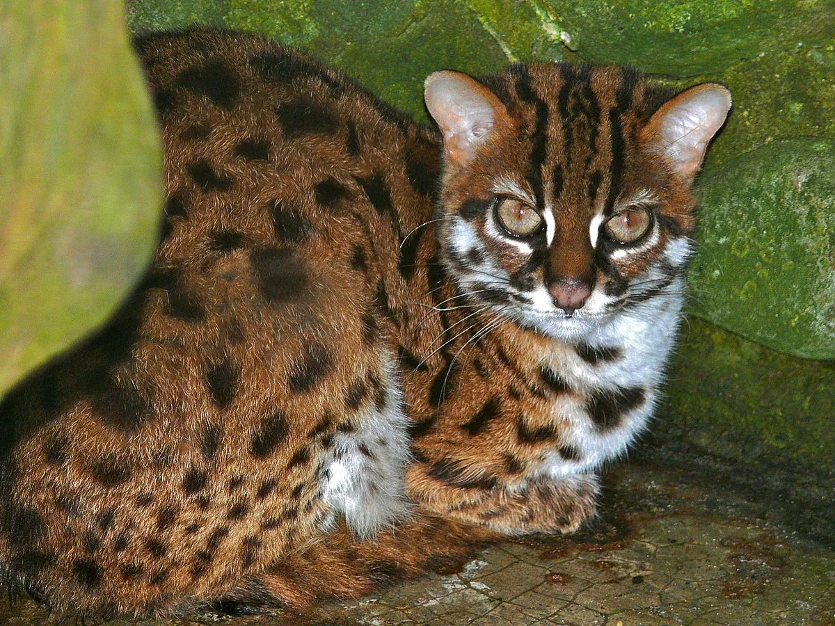 Ilustrasi kucing kuwuk (Prionailurus bengalensis). | Foto: Bernard DUPONT/Wikimedia Commons