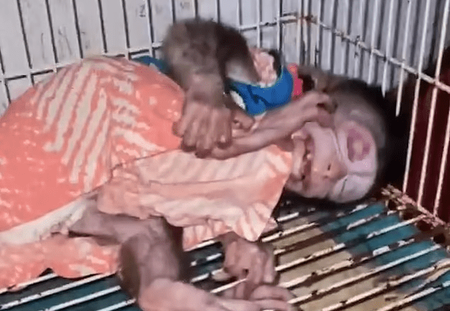 Tangkapan layar salah satu monyet yang dipakaikan baju manusia dan disiksa untuk keperluan konten. | Foto: Daily Mail