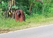 Berbulan-bulan Berkeliaran, Kemunculan Orangutan Akhirnya Direspons BKSDA