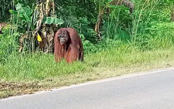 Tangkapan layar rekaman orangutan kalimantan (Pongo pygmaeus) yang muncul di tepi Jalan Nasional di Desa Riam Berasap Jaya, Kecamatan Sukadana, Kabupaten Kayong Utara, Kalimantan Barat pada Minggu (12/5/2024). | Foto: Jurnalis.co.id