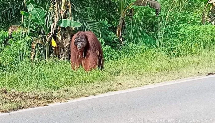 Berbulan-bulan Berkeliaran, Kemunculan Orangutan Akhirnya Direspons BKSDA