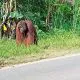 Tangkapan layar rekaman orangutan kalimantan (Pongo pygmaeus) yang muncul di tepi Jalan Nasional di Desa Riam Berasap Jaya, Kecamatan Sukadana, Kabupaten Kayong Utara, Kalimantan Barat pada Minggu (12/5/2024). | Foto: Jurnalis.co.id