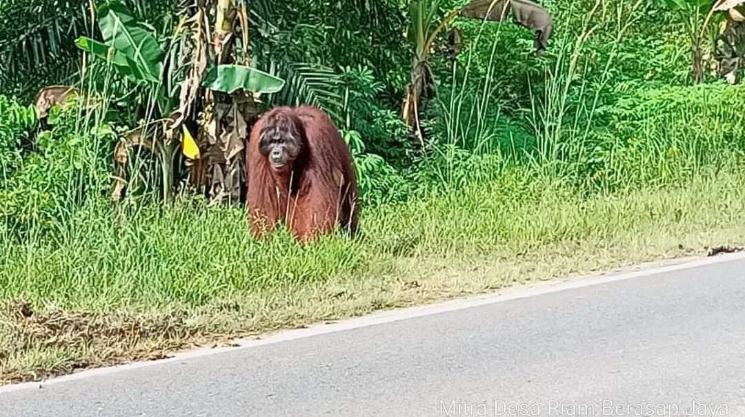 Tangkapan layar rekaman orangutan kalimantan (Pongo pygmaeus) yang muncul di tepi Jalan Nasional di Desa Riam Berasap Jaya, Kecamatan Sukadana, Kabupaten Kayong Utara, Kalimantan Barat pada Minggu (12/5/2024). | Foto: Jurnalis.co.id