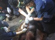 Sempat Tersangkut di Pohon, Orangutan Berhasil Dievakuasi