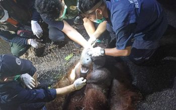 Seekor orangutan jantan yang berhasil dievakuasi sedang diperiksa petugas. | Foto: BKSDA Pos Jaga Sampit