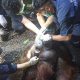 Seekor orangutan jantan yang berhasil dievakuasi sedang diperiksa petugas. | Foto: BKSDA Pos Jaga Sampit