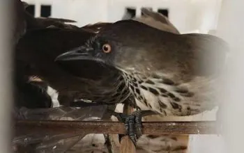 Burung yang rencananya akan diselundupkan ke Bandung, Jawa Barat, tetapi digagalkan oleh Karantina, Lampung. | Foto: Instagram Karantina Lampung