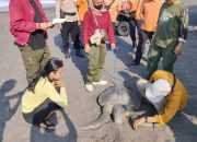 Penampakan penyu lekang yang diperkirakan berumur 30 tahun ditemukan mati di Pantai Glagah, Kapanewon Temon, Kabupaten Kulon Progo, DIY. | Foto: Dok. SRI wilayah V Kulon Progo diunduh dari Detik