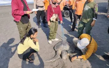 Penampakan penyu lekang yang diperkirakan berumur 30 tahun ditemukan mati di Pantai Glagah, Kapanewon Temon, Kabupaten Kulon Progo, DIY. | Foto: Dok. SRI wilayah V Kulon Progo diunduh dari Detik