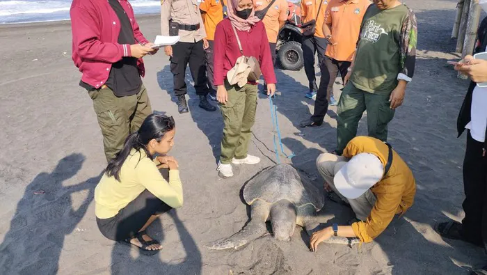 Penampakan penyu lekang yang diperkirakan berumur 30 tahun ditemukan mati di Pantai Glagah, Kapanewon Temon, Kabupaten Kulon Progo, DIY. | Foto: Dok. SRI wilayah V Kulon Progo diunduh dari Detik