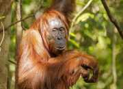 Orangutan Muncul di Kawasan Bandara Haji Asan Sampit