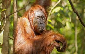 Ilustrasi orangutan kalimantan (Pongo pygmaeus). | Foto: Thomas Furhmann/Wikimedia Commons