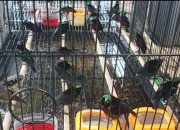 Jual Ratusan Burung Dilindungi, Terduga Oknum Bea Cukai Diringkus Petugas