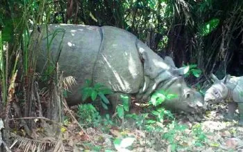 Badak jawa yang terekam kamera jebak di Taman Nasional Ujung Kulon. | Foto: Taman Nasional Ujung Kulon