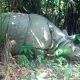 Badak jawa yang terekam kamera jebak di Taman Nasional Ujung Kulon. | Foto: Taman Nasional Ujung Kulon