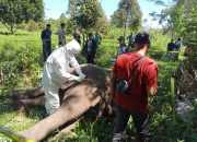 Gajah Terkapar Mati di Aceh Tengah