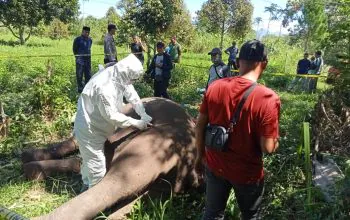 Pelaksanaan bedah bangkai gajah sumatra yang mati di Aceh Tengah. | Sumber: TPFF Aceh